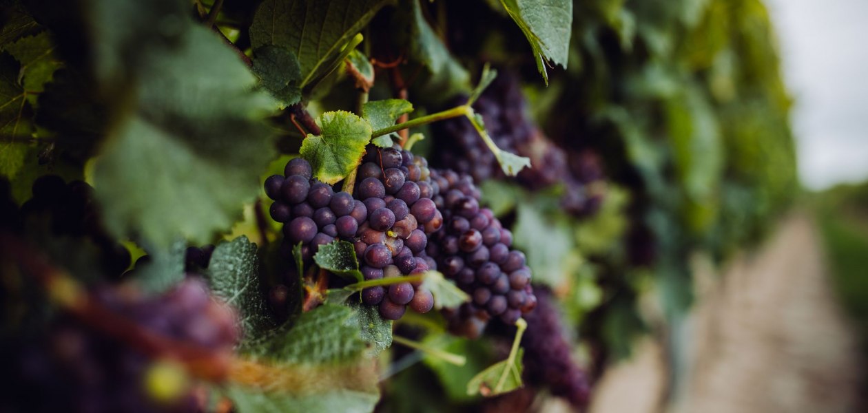 Weingut Klaus und Stefan Hahn_Rote Trauben, &copy; Simone Bonnet