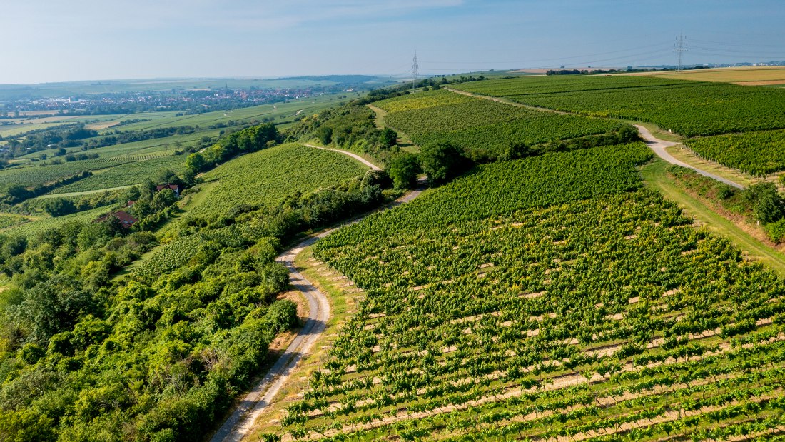 Laubenheimer Johannisberg