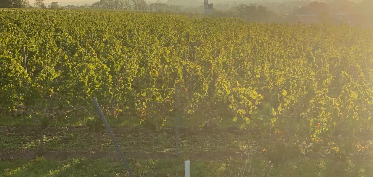 Weingut Steinm&uuml;hle_Weinberge, &copy; Weingut Steinm&uuml;hle