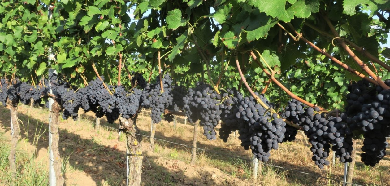Bruehler-hof-Pinot Noir Pr&eacute;coce, &copy; Weingut Br&uuml;hler Hof