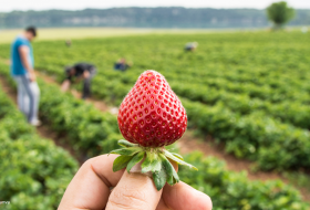 Erdbeeren zum selber pfl&uuml;cken &copy; Canva