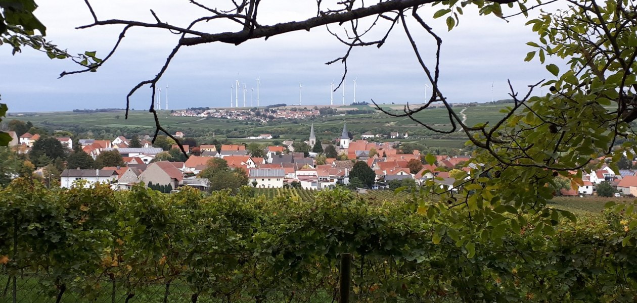 weingut_maik_hahn_gundersheim, © Weingut Maik Hahn