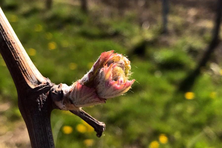 Weingut Klosterhof_Austrieb, &copy; Weingut Klosterhof