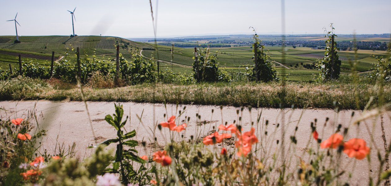 Weingut-Abthof-Juni-2021-DRUCK-14, &copy; Weingut Abthof