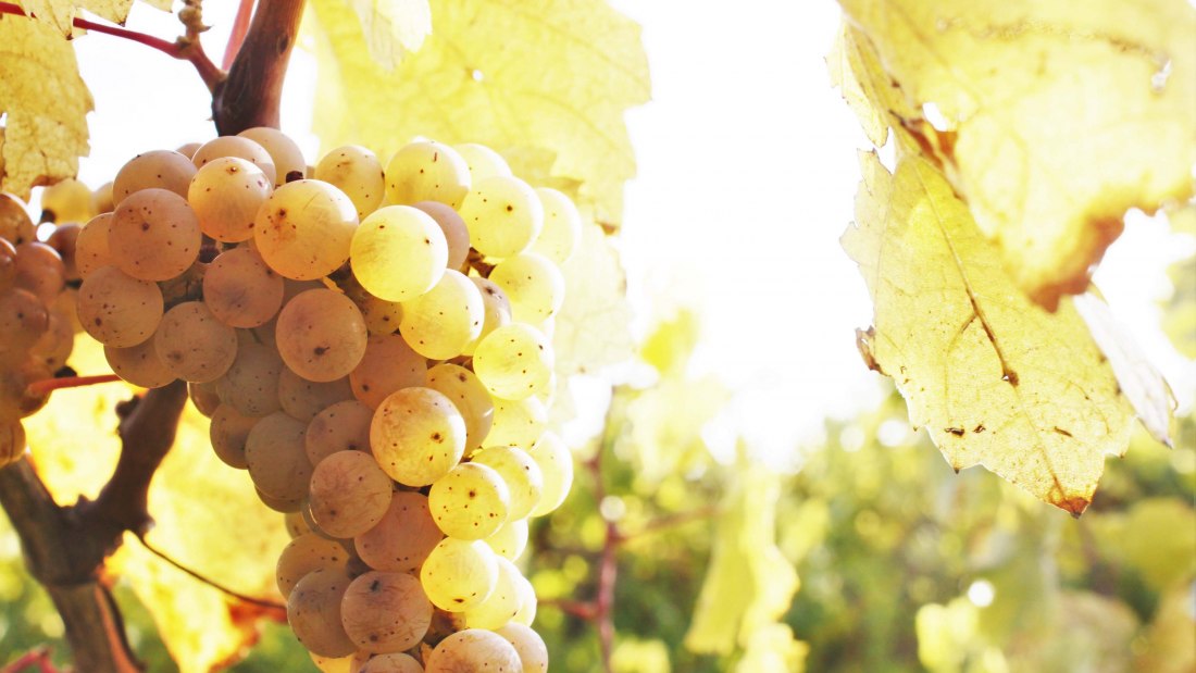 wijnmakerij-gaenz-druif, &copy; Weingut G&auml;nz
