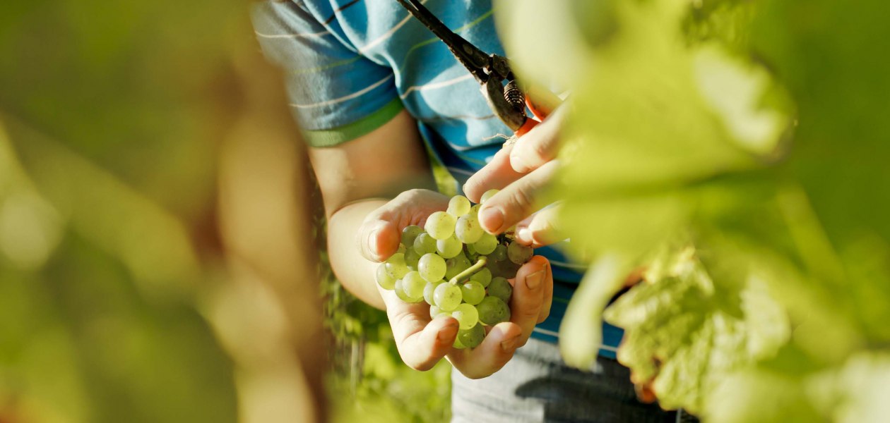 wijnmakerij-gaenz-selectie-druif, &copy; Weingut G&auml;nz