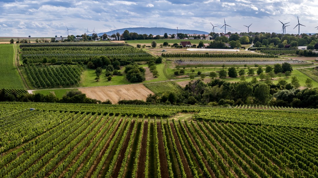 Ober-Flörsheimer Blücherpfad