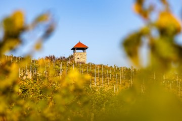 Weingut Eckert_Rebe, © Weingut Eckert