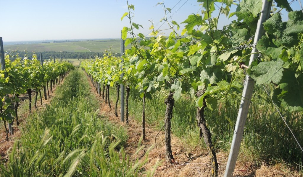 Weingut Mankel_Weinreben 2, &copy; Weingut Mankel