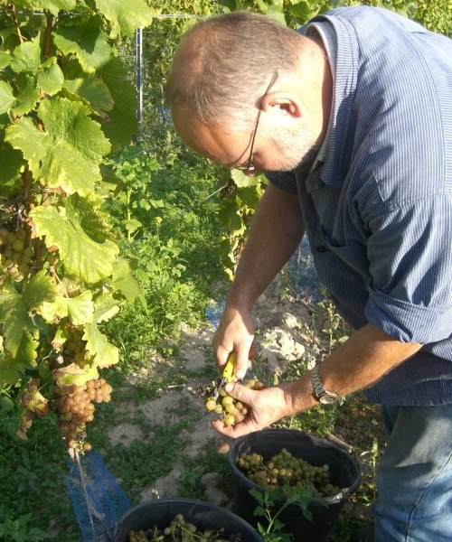 Selectie van druiven, &copy; Weingut Goldschmidt