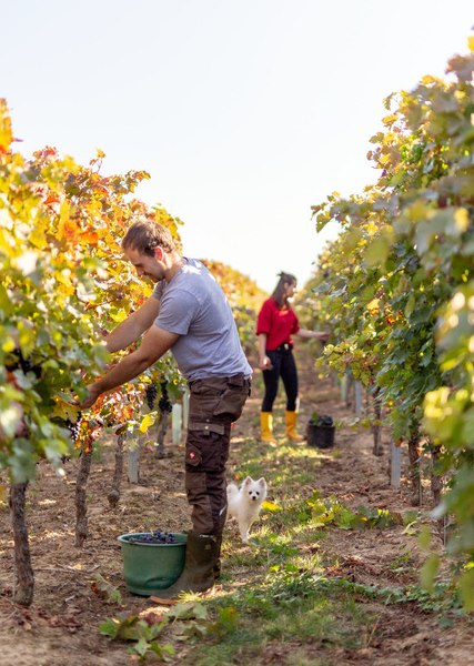 &copy; Weingut Eckert