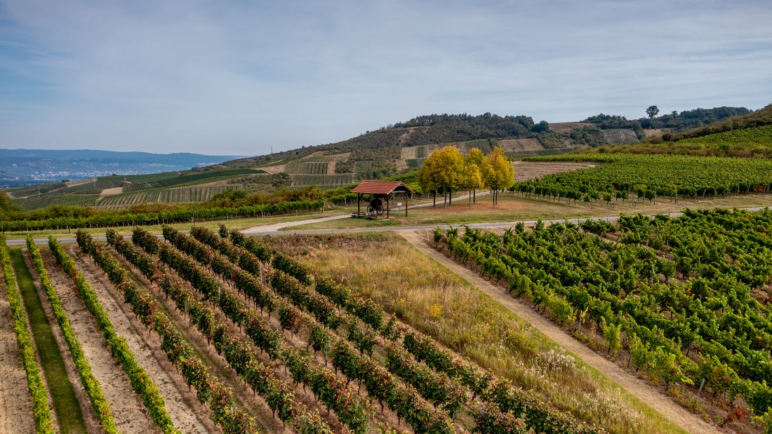 Aspisheimer Sonnenberg