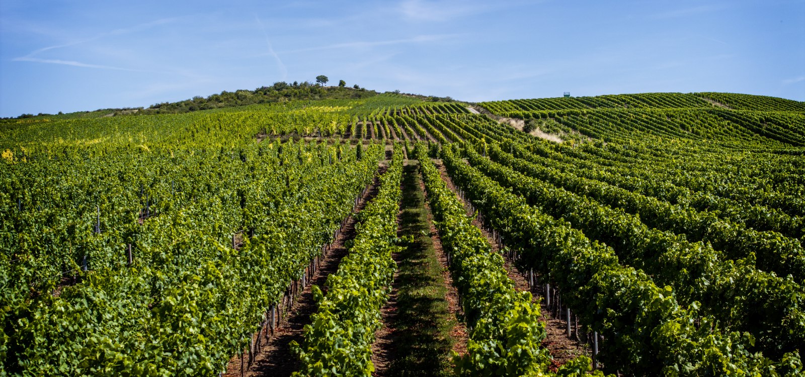 Bechtolsheimer Klosterberg, © Torsten Silz