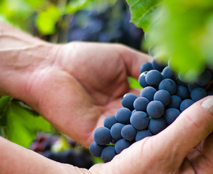 winery-reck_2, &copy; Weingut Reck