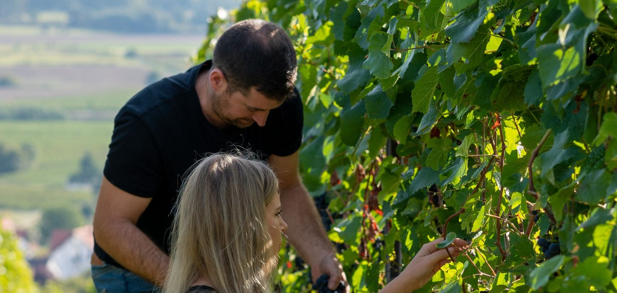 Weingut Dei&szlig;_Weinlese, &copy; Weingut Dei&szlig;