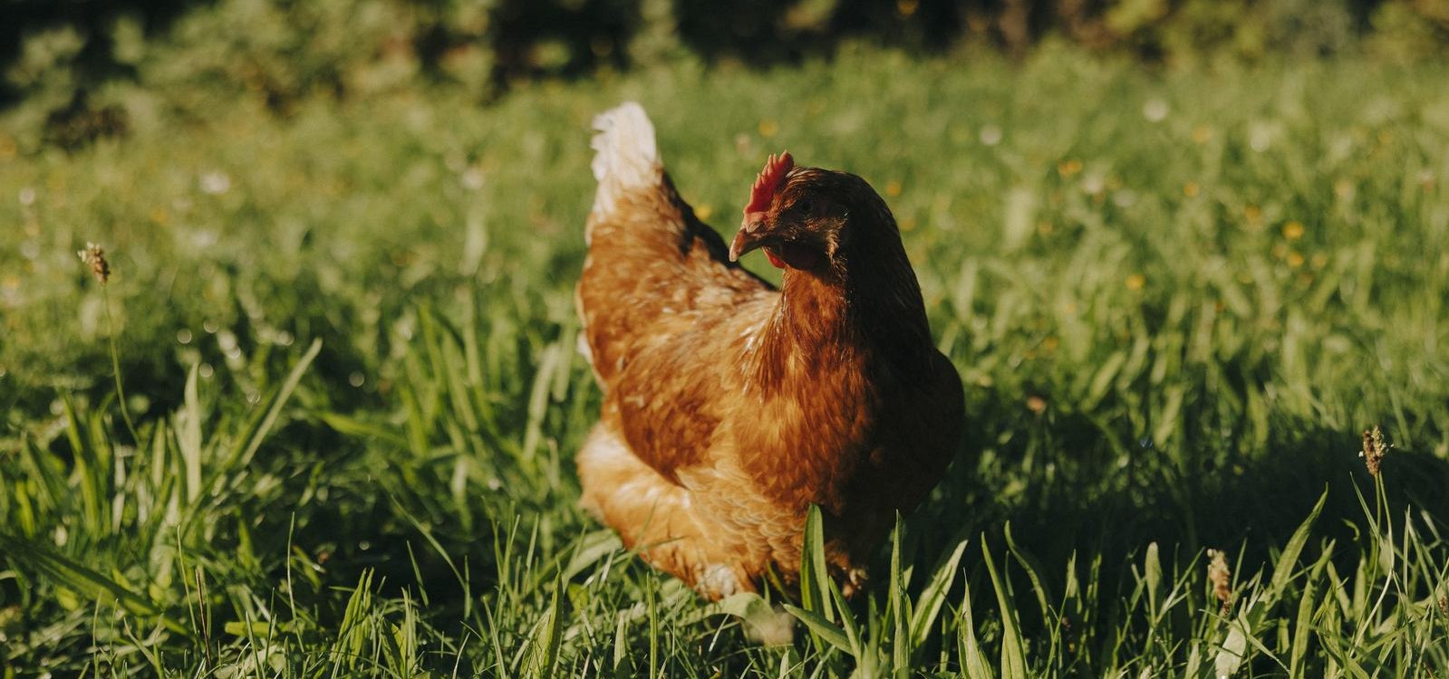 Rheinhessen bl&uuml;ht auf