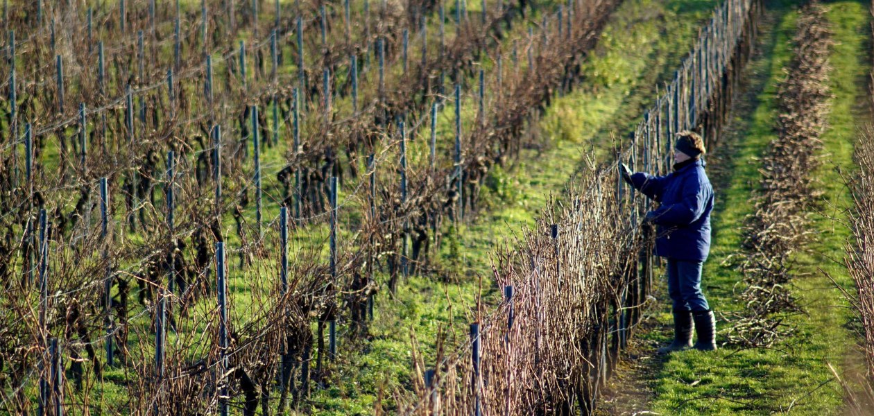 kissel1, &copy; Weingut Kissel