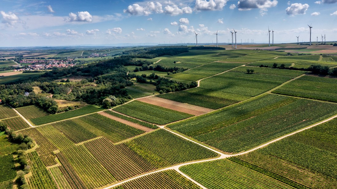 Flonheimer Rotenpfad, © Rheinhessenwein e.V./Torsten Silz