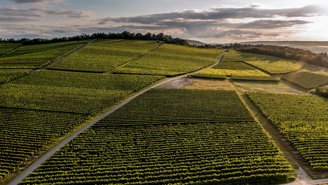 Siefersheimer Höllberg