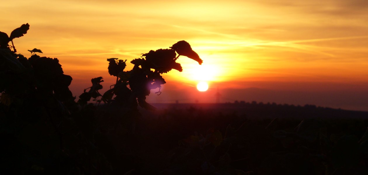 Pfaff wines Sunrise Internet, &copy; PFAFF WEINE