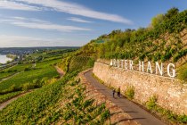 Roter Hang Blick Richtung Nierstein