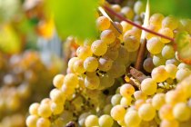 Weingut M&uuml;sel_Trauben