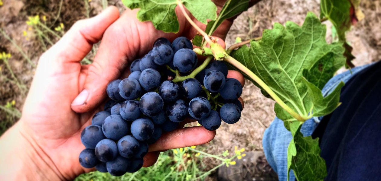 Weingut Baum_Weintrauben gehalten von Lena und Sebastian, &copy; Lena G&ouml;th