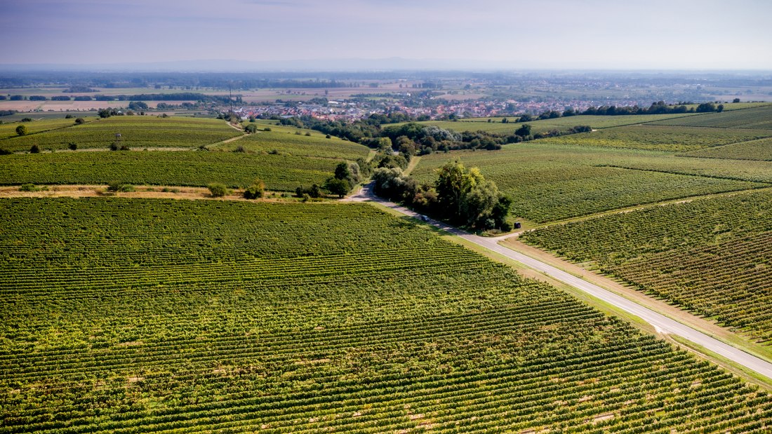 Guntersblumer Steig-Terrassen
