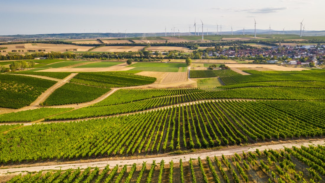 Rheinhessen-2020-519, &copy; Dominik Ketz