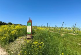 Gau-Algesheimer Weinlagenwanderung &copy; VG Gau-Algesheim_Armin Kleisinger