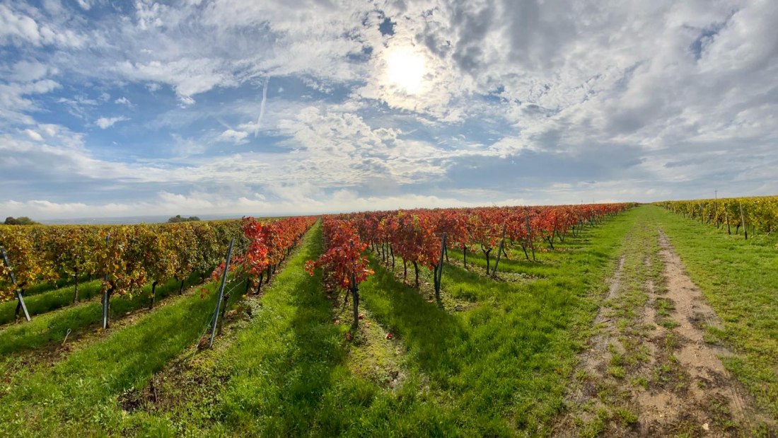 &copy; Weingut Erwin Ginz