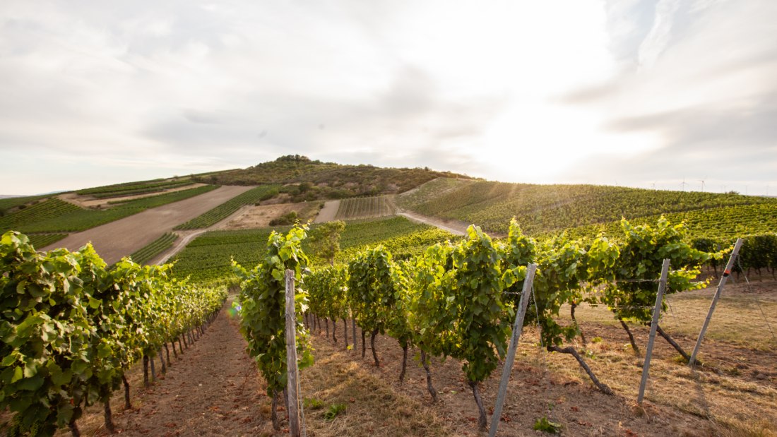 Weinlage Herrgottspfad, &copy; Weingut B&uuml;sser-Paukner