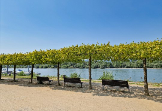 Rheinufer Heidenfahrt - Blick auf Inselrhein 1, &copy; Rheinhessen-Touristik GmbH