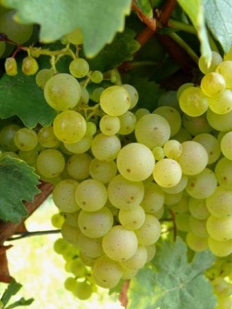 Riesling-druif, &copy; Gut Erbes
