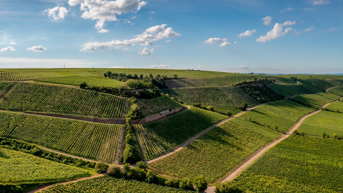Niersteiner Pettenthal