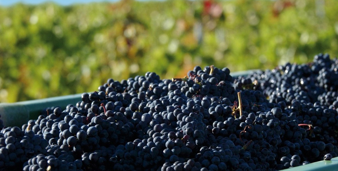 Beck__Stadecken-Elsheim2, © Weingut Beck - Hedesheimer Hof