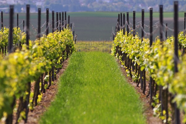 Weingut Boller-Klonek_Reben, &copy; Weingut Boller-Klonek