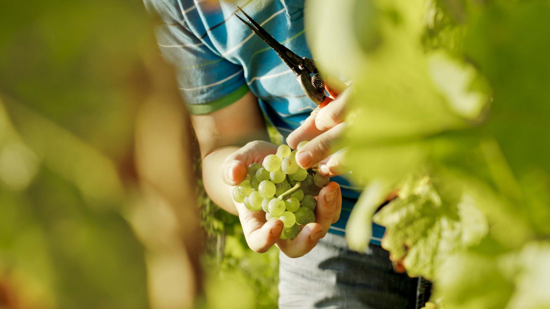 wijnmakerij-gaenz-selectie-druif, &copy; Weingut G&auml;nz