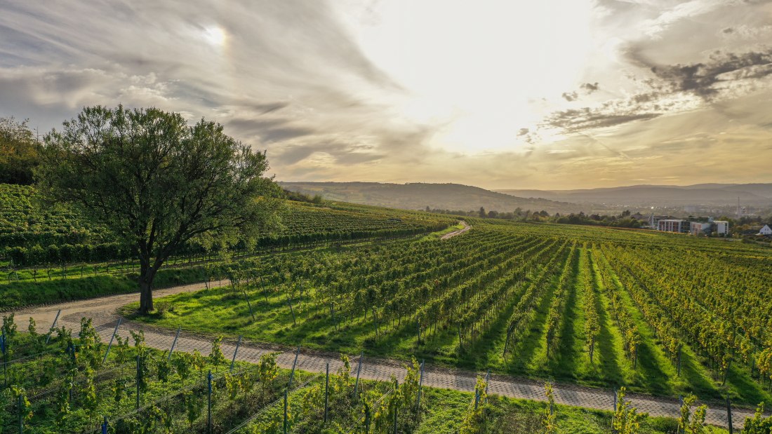 &copy; &Ouml;koweingut Arndt F. Werner