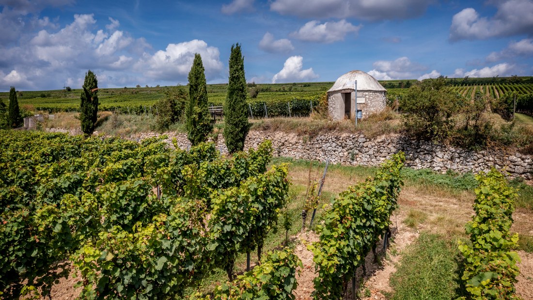 Westhofener Morstein