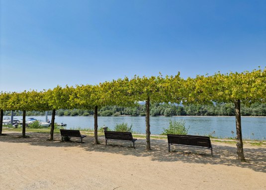 Rheinufer Heidenfahrt - Blick auf Inselrhein 1 © Rheinhessen-Touristik GmbH