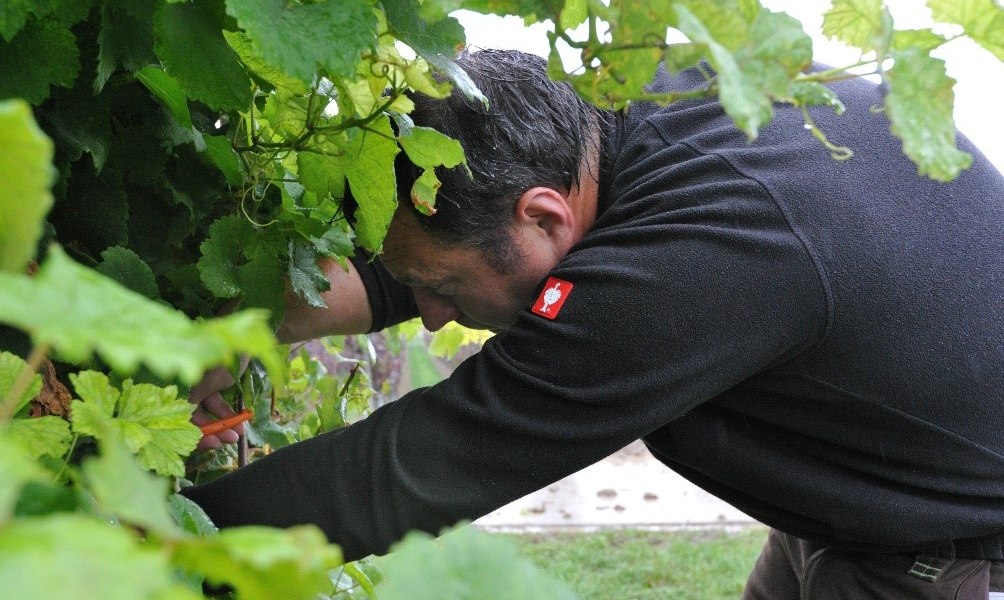 &copy; Weingut Bacchushof