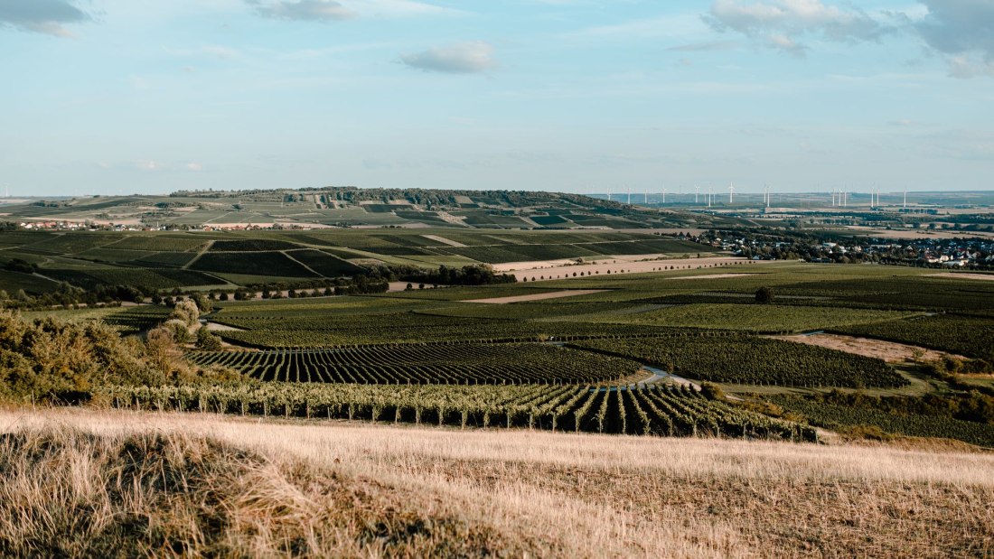 lou_5069_klein, &copy; Andreas Brummund - die WeinWerkstatt