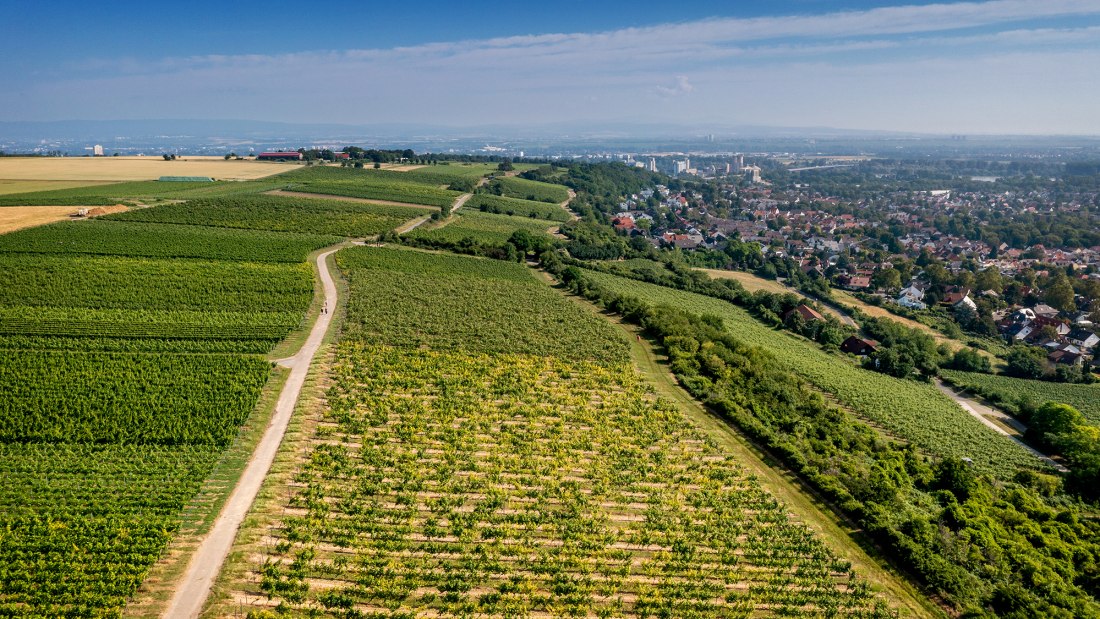 Laubenheimer Johannisberg