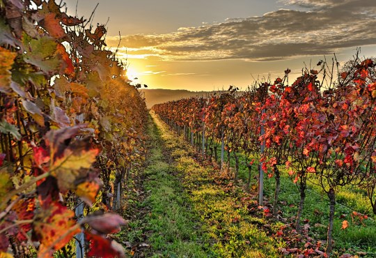 Weinberge im Herbst nach der Lese, © Stadt Ingelheim_Rainer Oppenheimer