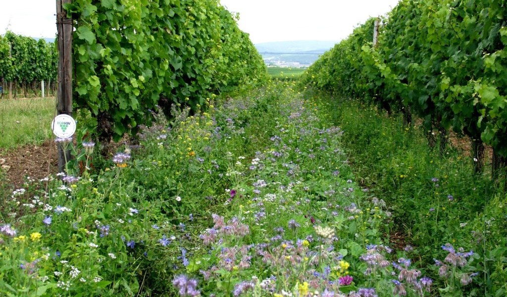 Bruehler-yard greening, &copy; Weingut Br&uuml;hler Hof