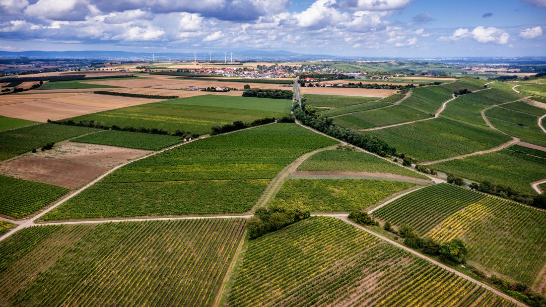Zornheimer Vogelsang