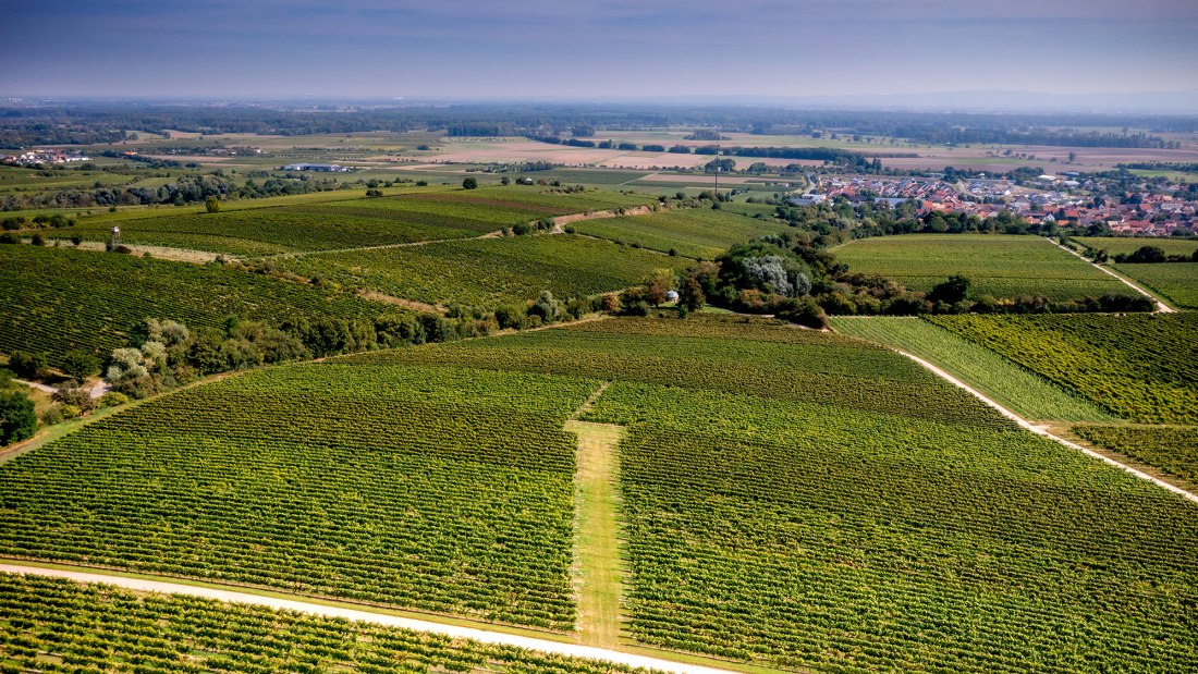 Guntersblumer Steig-Terrassen