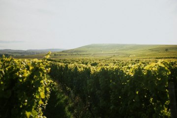 Winzerhof Diegel_Weinreben, &copy; Winzerhof Diegel