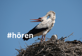 St&ouml;rche   &copy; Canva